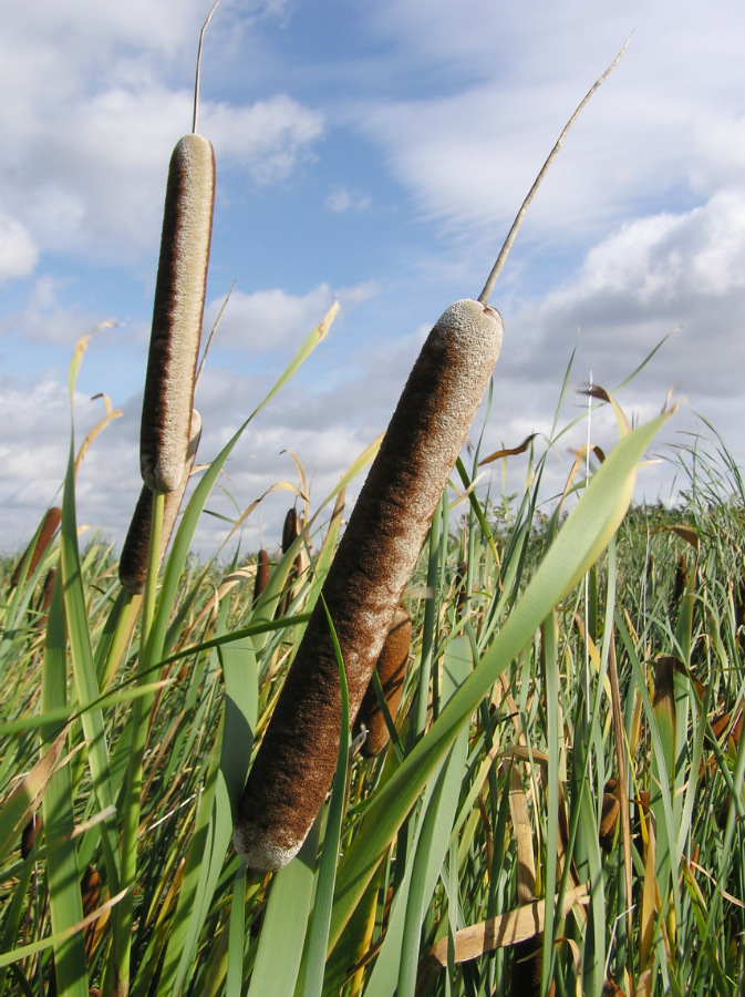 Image of Typha latifolia specimen.