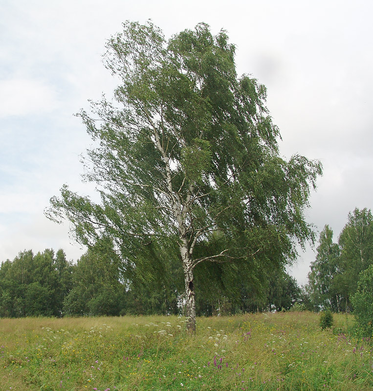 Изображение особи Betula pendula.