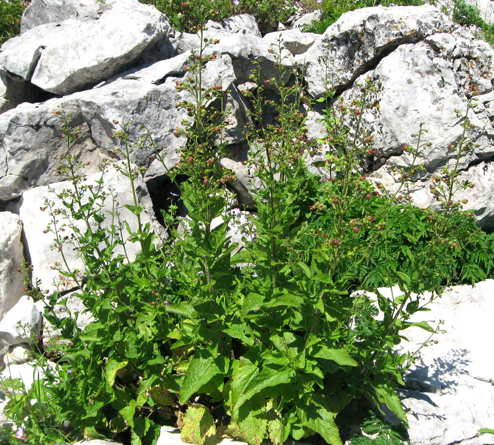 Image of Scrophularia scopolii specimen.