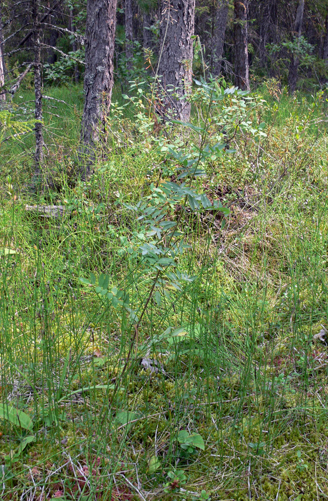 Image of Hedysarum alpinum specimen.