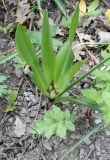 Colchicum umbrosum