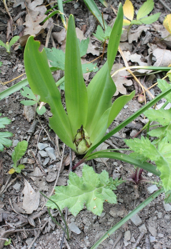 Image of Colchicum umbrosum specimen.