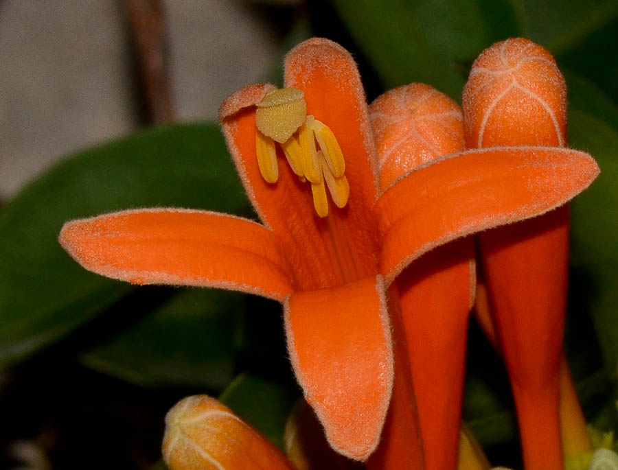 Image of Pyrostegia venusta specimen.