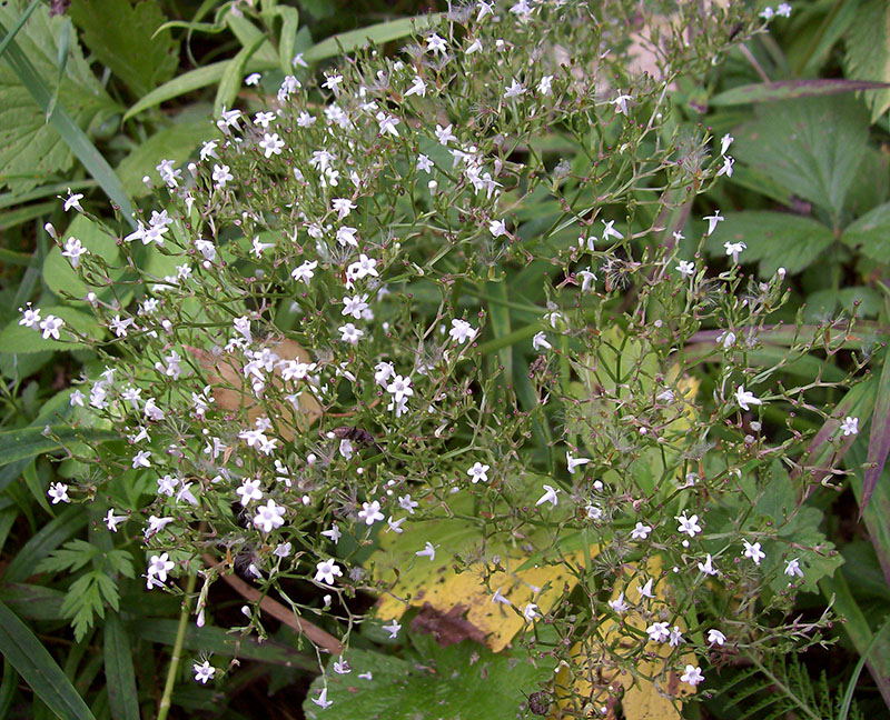 Изображение особи Valeriana officinalis.