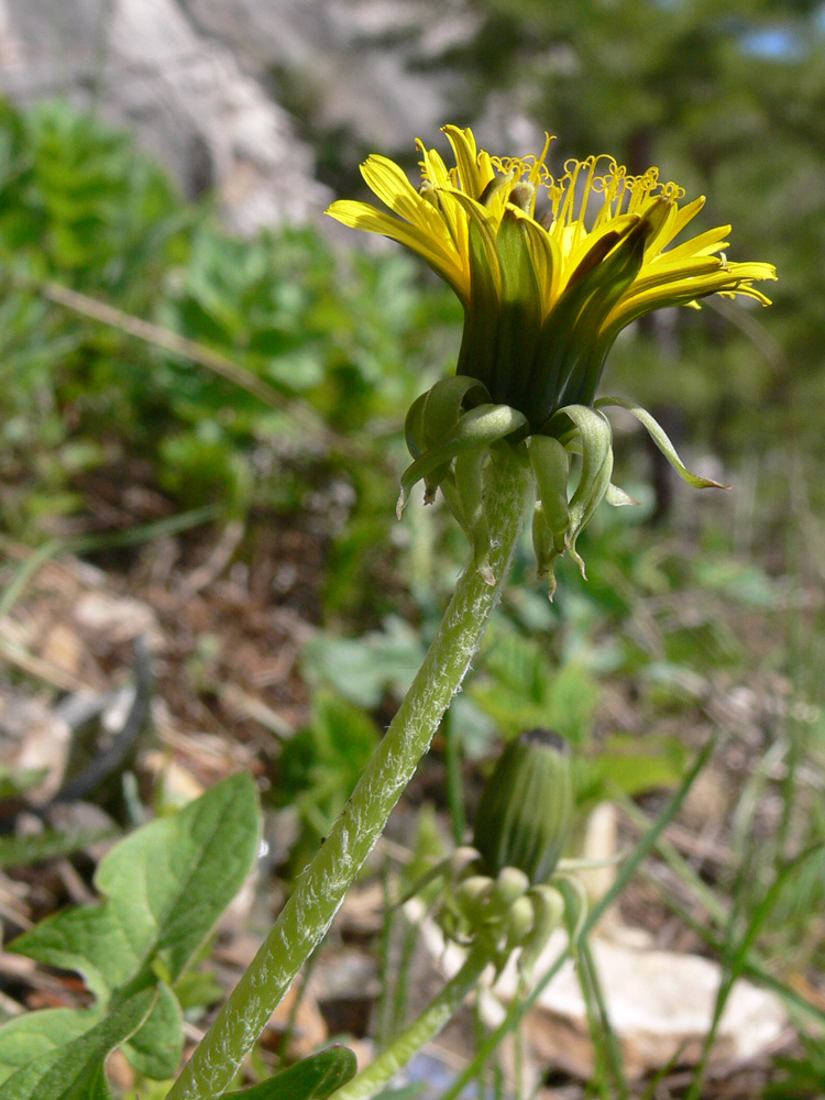 Изображение особи Taraxacum ostenfeldii.