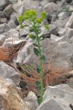 genus Euphorbia. Цветущее и плодоносящее растение. Горный Крым, южный склон Ялтинской яйлы. 9 июня 2012 г.