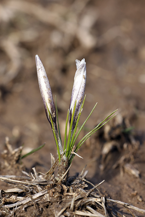 Изображение особи Crocus alatavicus.