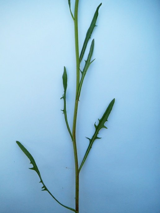 Image of Crepis tectorum specimen.