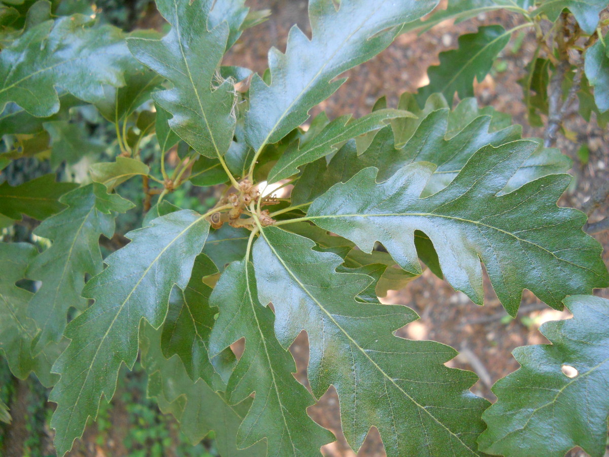 Изображение особи Quercus cerris.