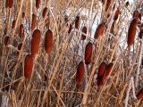 Typha laxmannii. Верхушки побегов со зрелыми початками. Киев, Святошинские озёра, декабрь 2004 г.