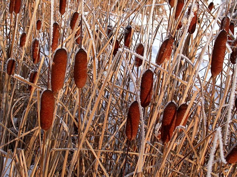 Image of Typha laxmannii specimen.