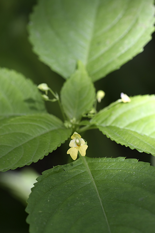 Image of Impatiens parviflora specimen.