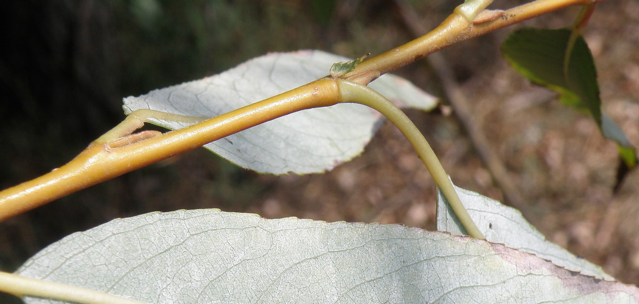 Изображение особи Salix hexandra.