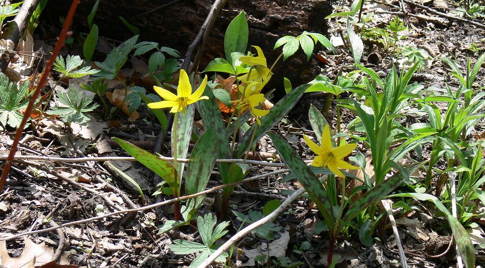 Image of Erythronium americanum specimen.