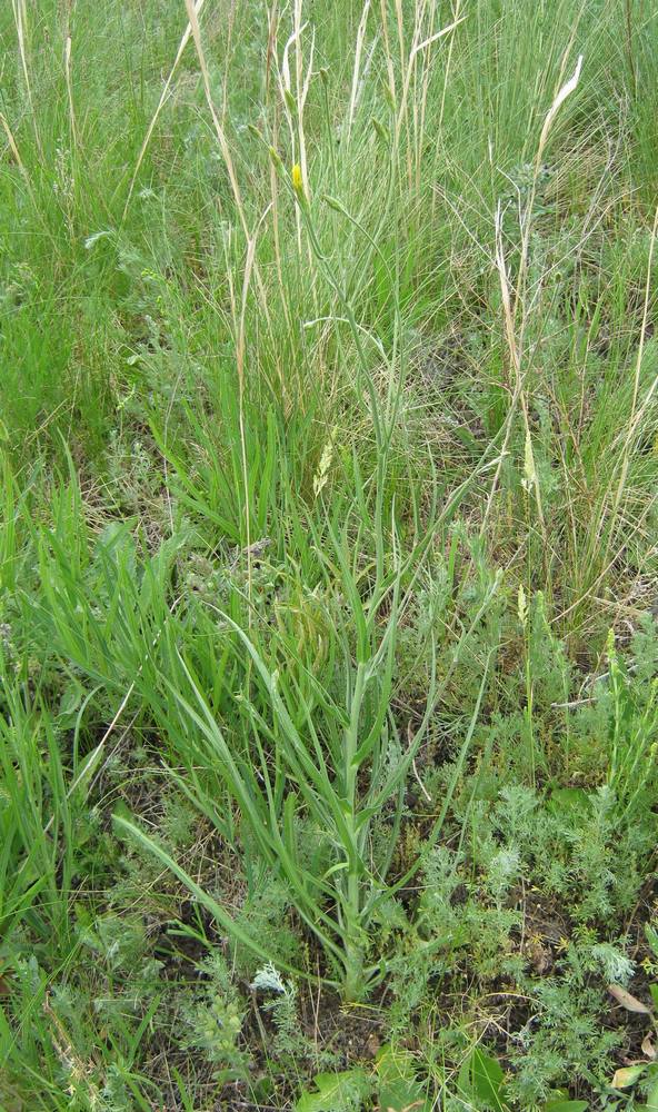 Image of Scorzonera &times; glastifolia specimen.