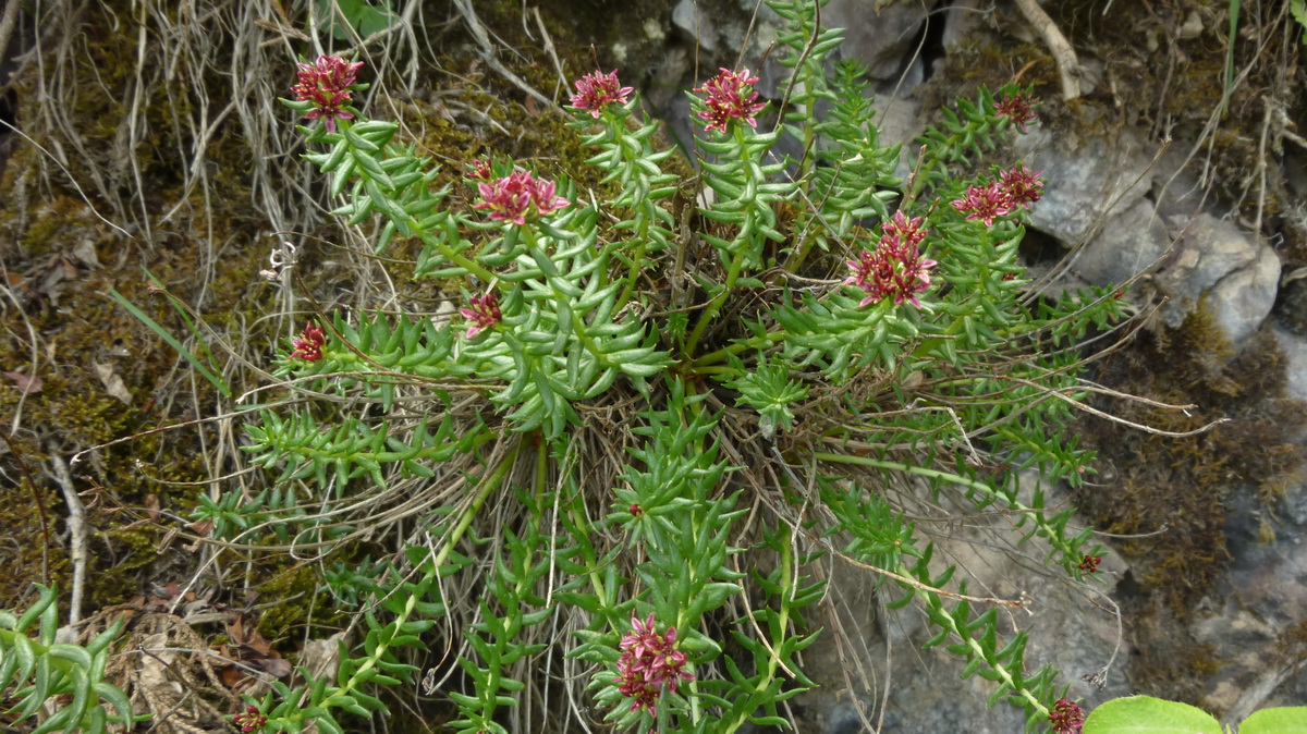 Image of Rhodiola quadrifida specimen.