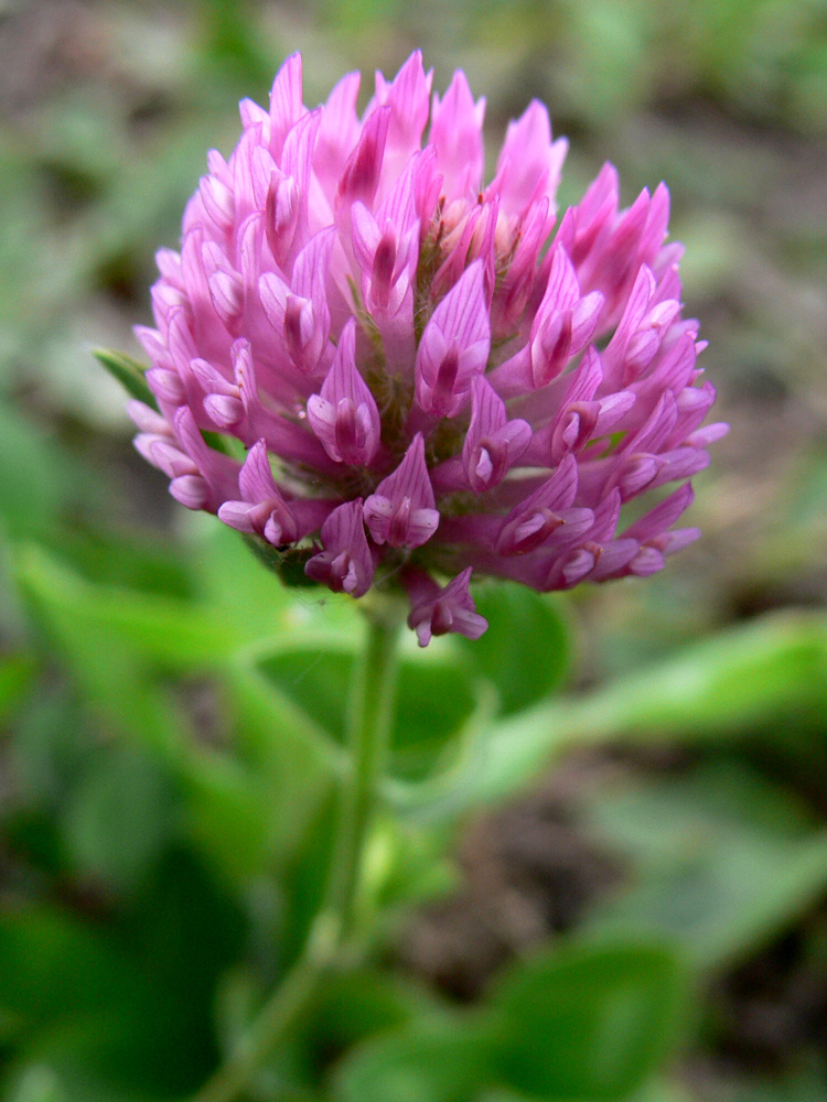 Изображение особи Trifolium pratense.