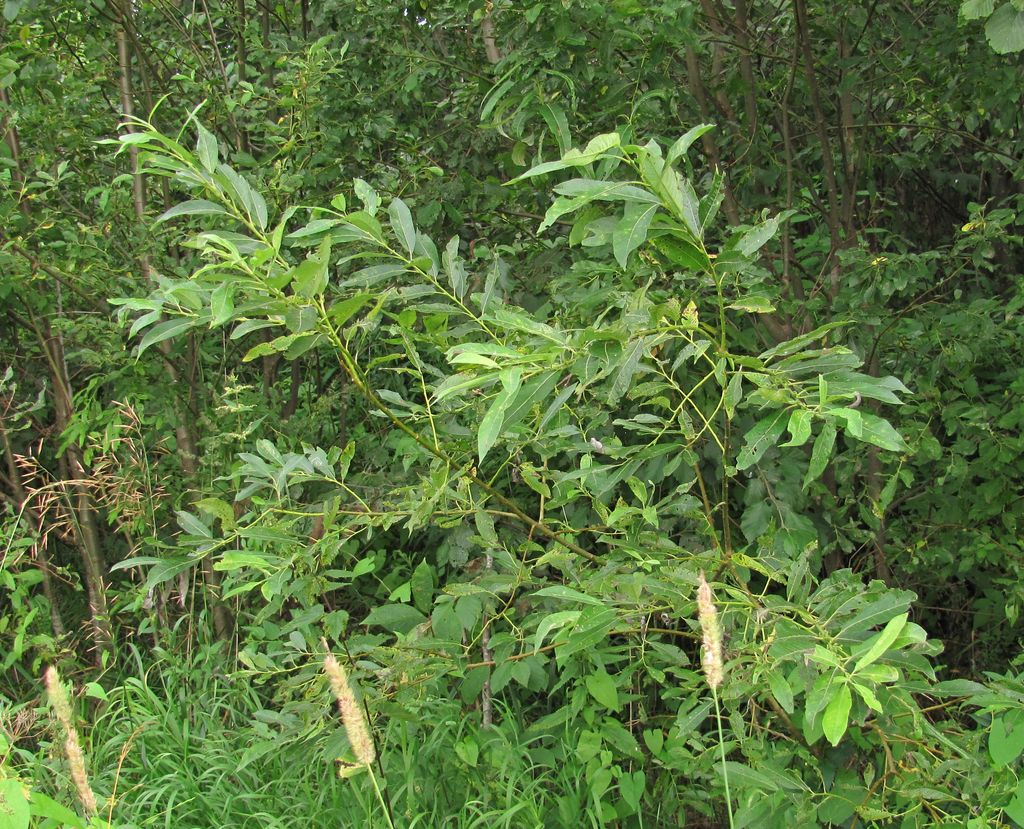 Image of genus Salix specimen.