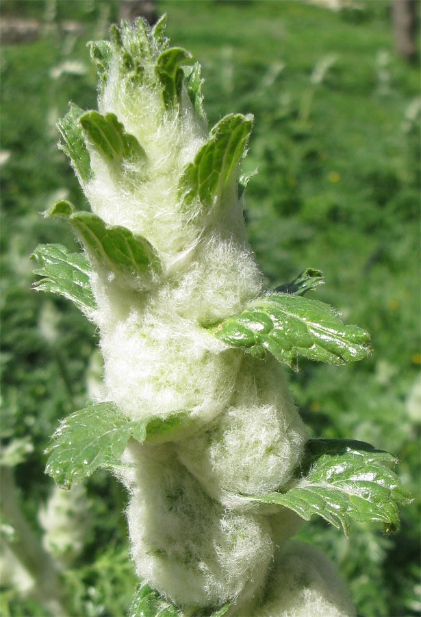 Image of Phlomoides laciniata specimen.