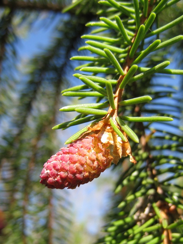 Image of Picea abies specimen.