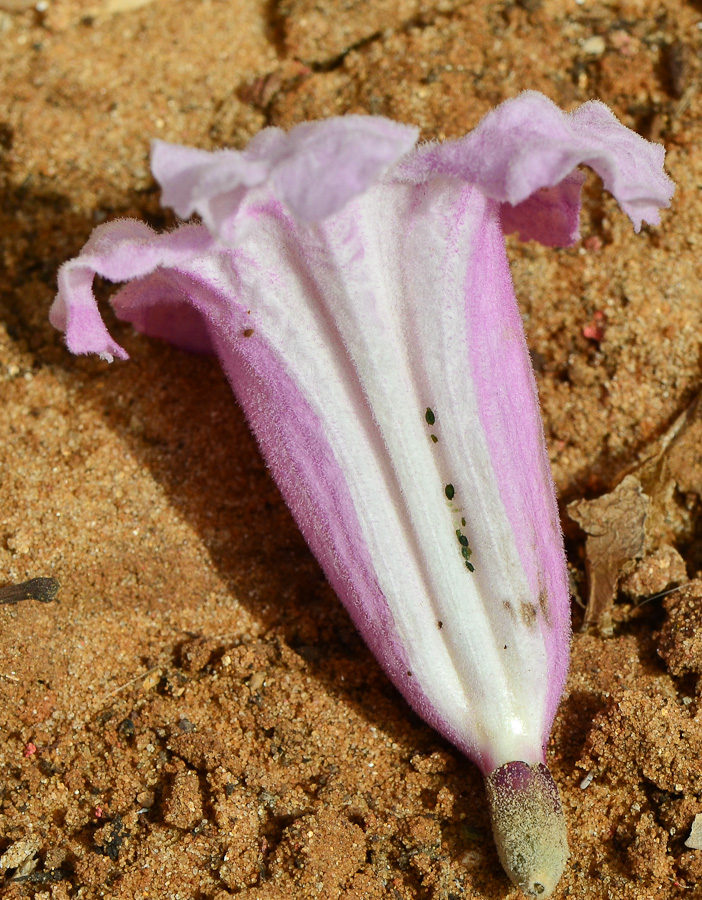 Image of Tabebuia impetiginosa specimen.