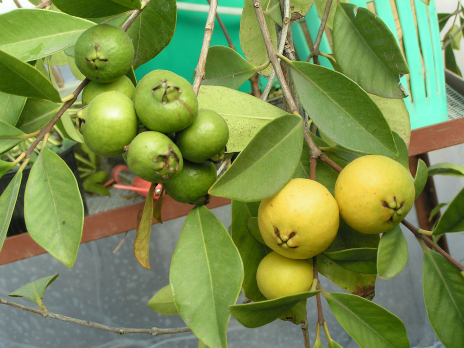 Гуава лимонная выращивание в домашних условиях цветение фото
