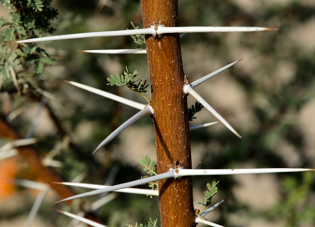 Image of Vachellia tortilis ssp. raddiana specimen.