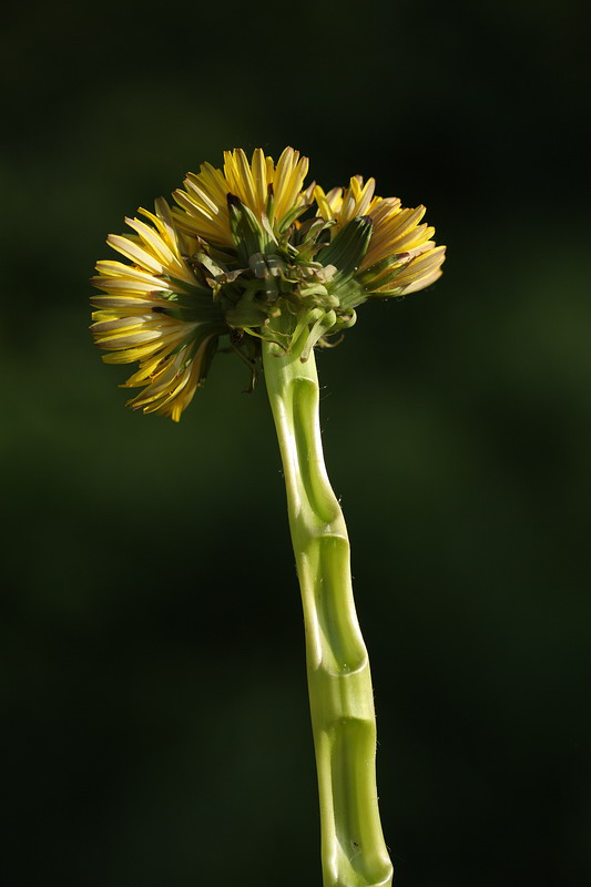 Image of Taraxacum officinale specimen.