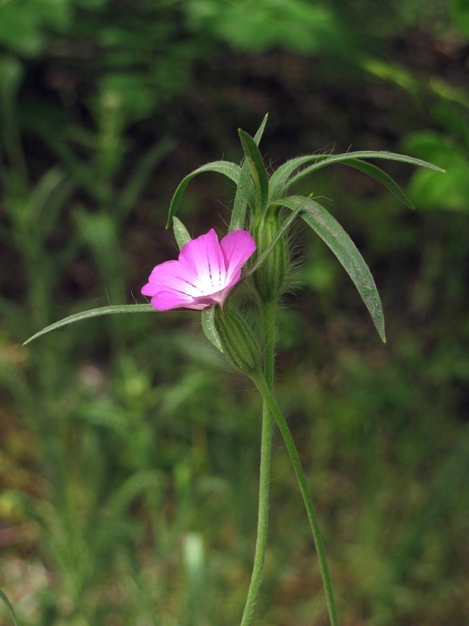 Image of Agrostemma githago specimen.