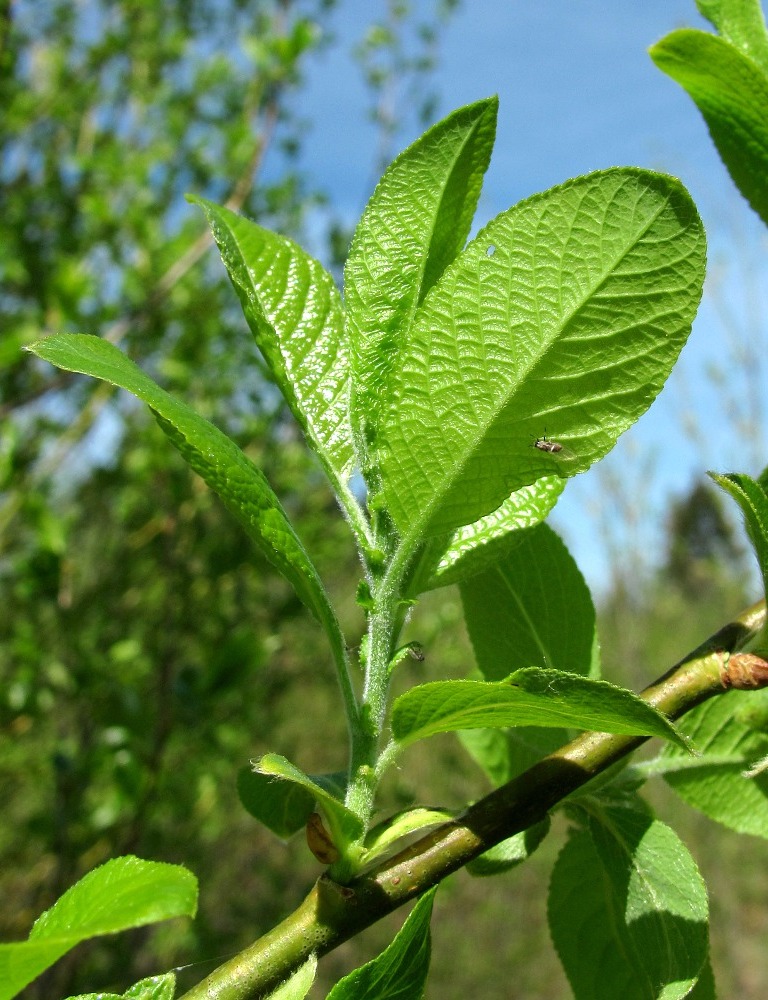 Image of genus Salix specimen.