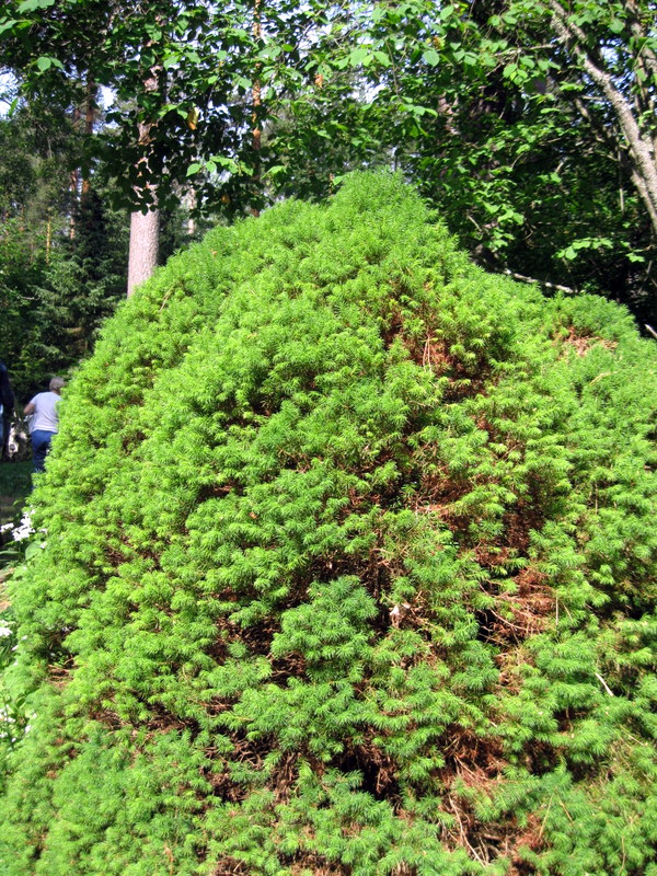 Image of Picea glauca specimen.