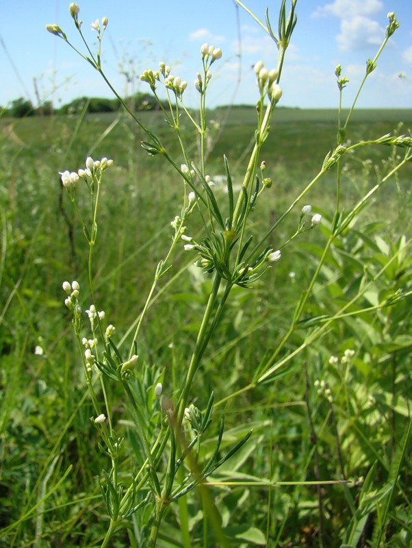 Изображение особи Galium octonarium.