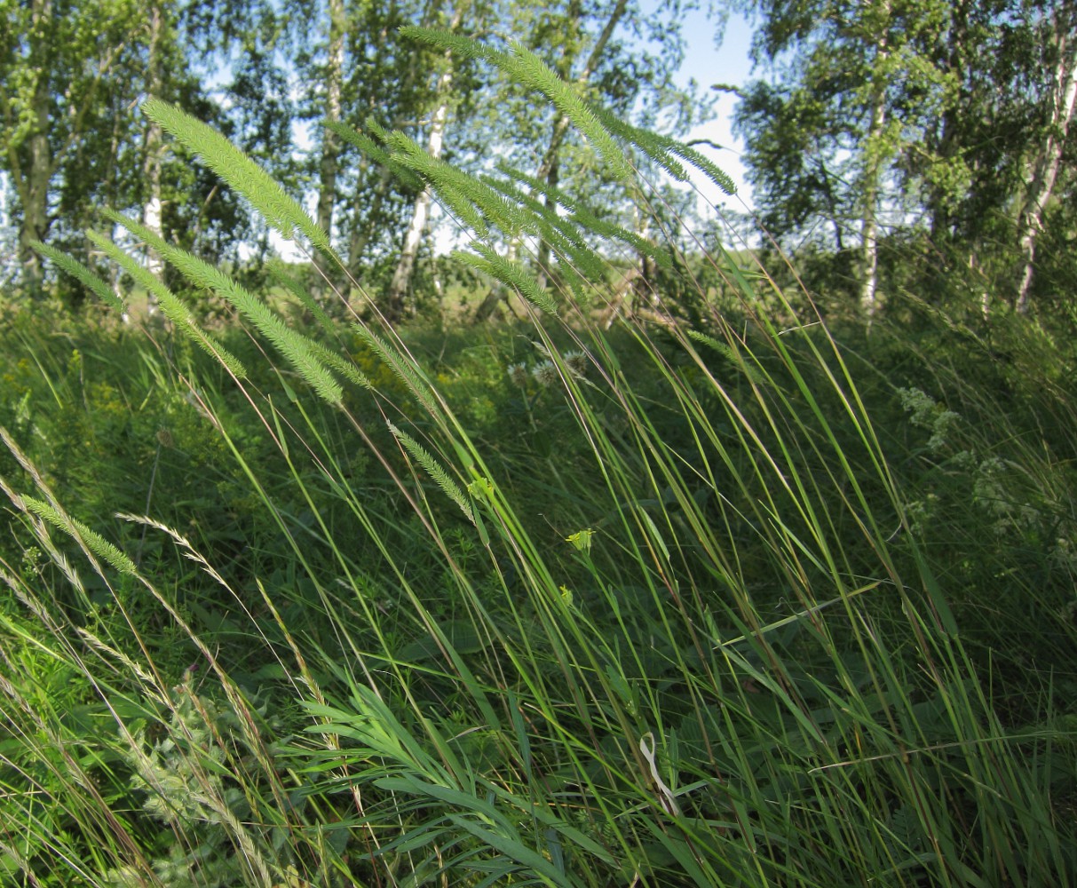 Image of Phleum phleoides specimen.