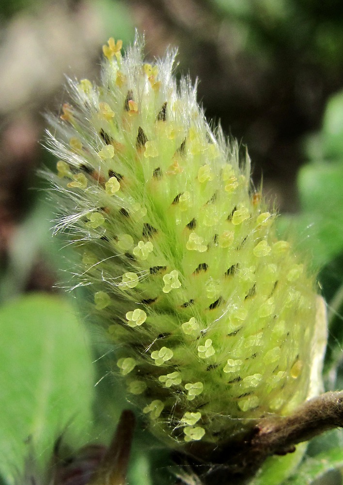 Image of Salix recurvigemmata specimen.