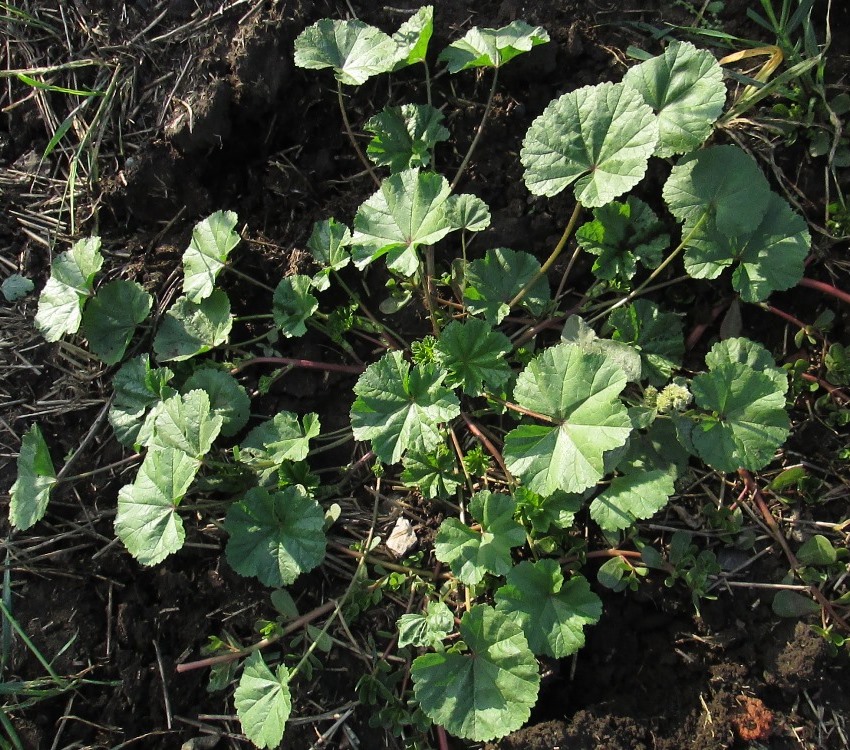 Image of Malva pusilla specimen.