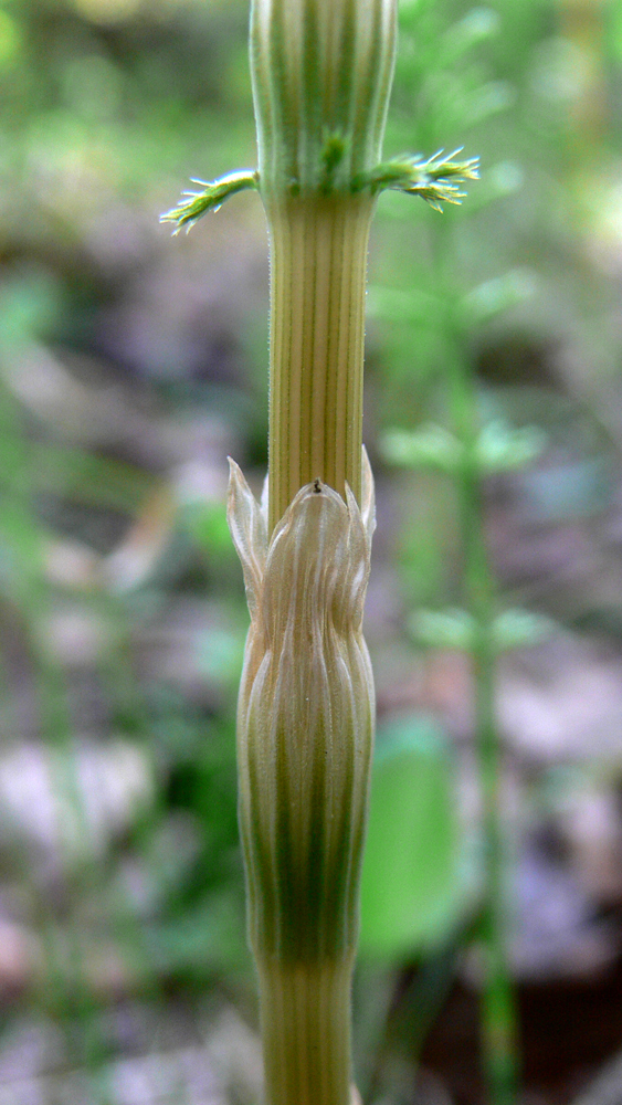 Изображение особи Equisetum sylvaticum.