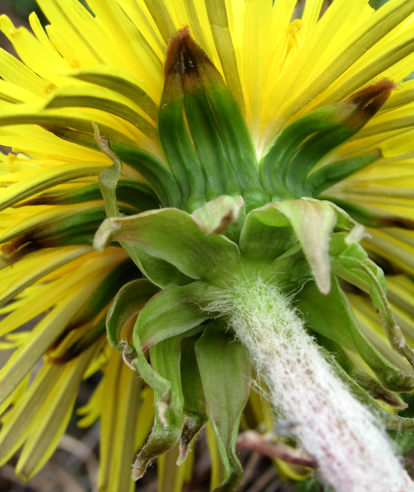 Изображение особи Taraxacum officinale.