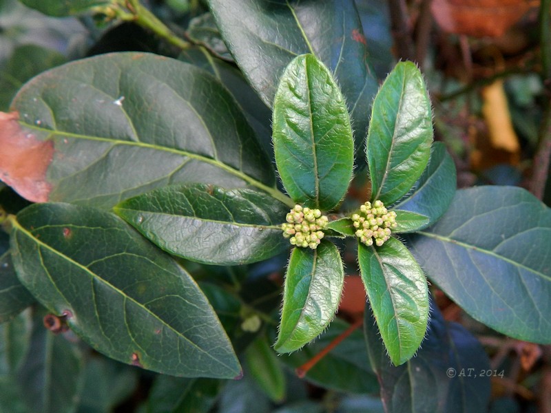 Image of Viburnum tinus specimen.