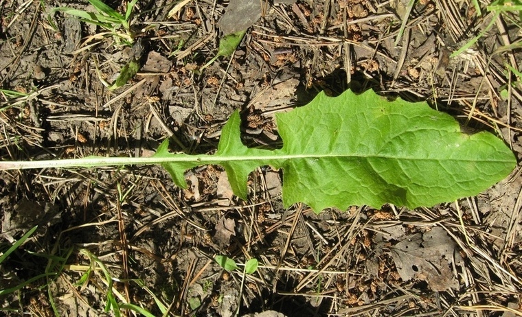 Изображение особи Crepis lyrata.