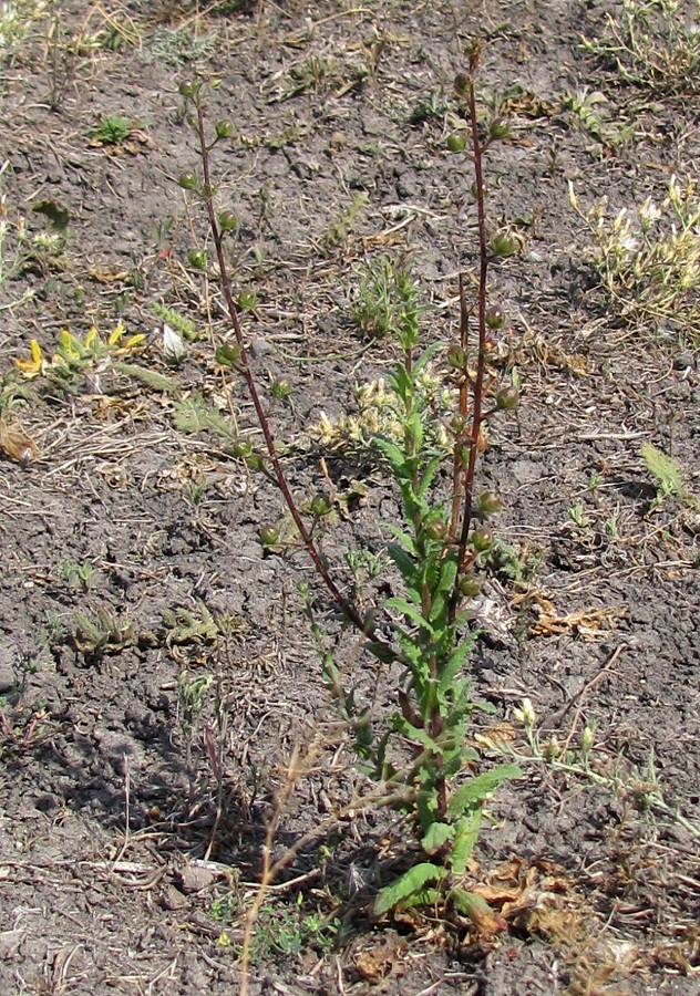 Image of Verbascum blattaria specimen.