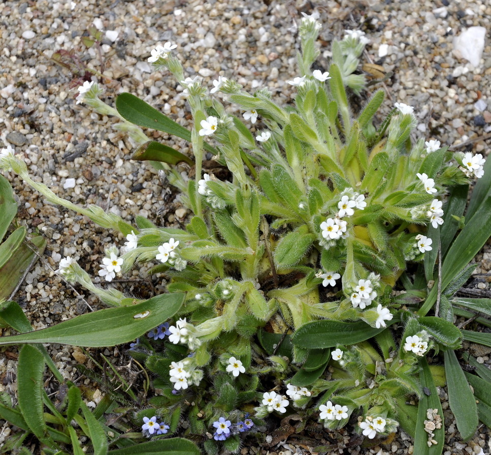 Image of Myosotis litoralis specimen.