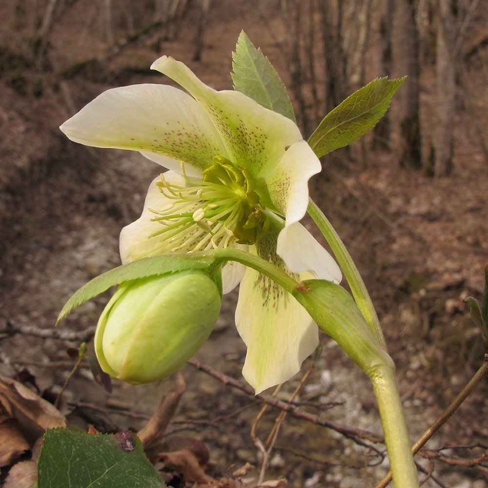 Изображение особи Helleborus caucasicus.