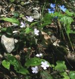 Omphalodes cappadocica