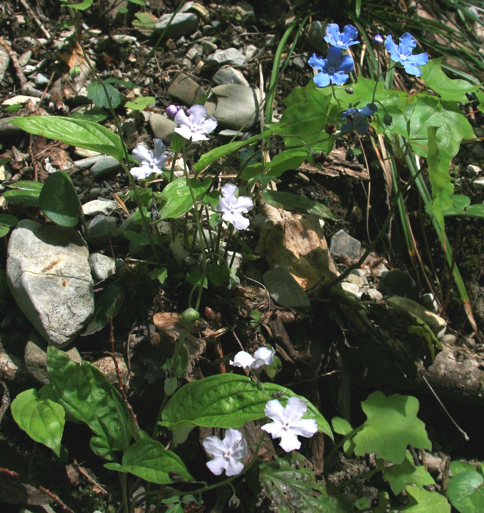 Изображение особи Omphalodes cappadocica.