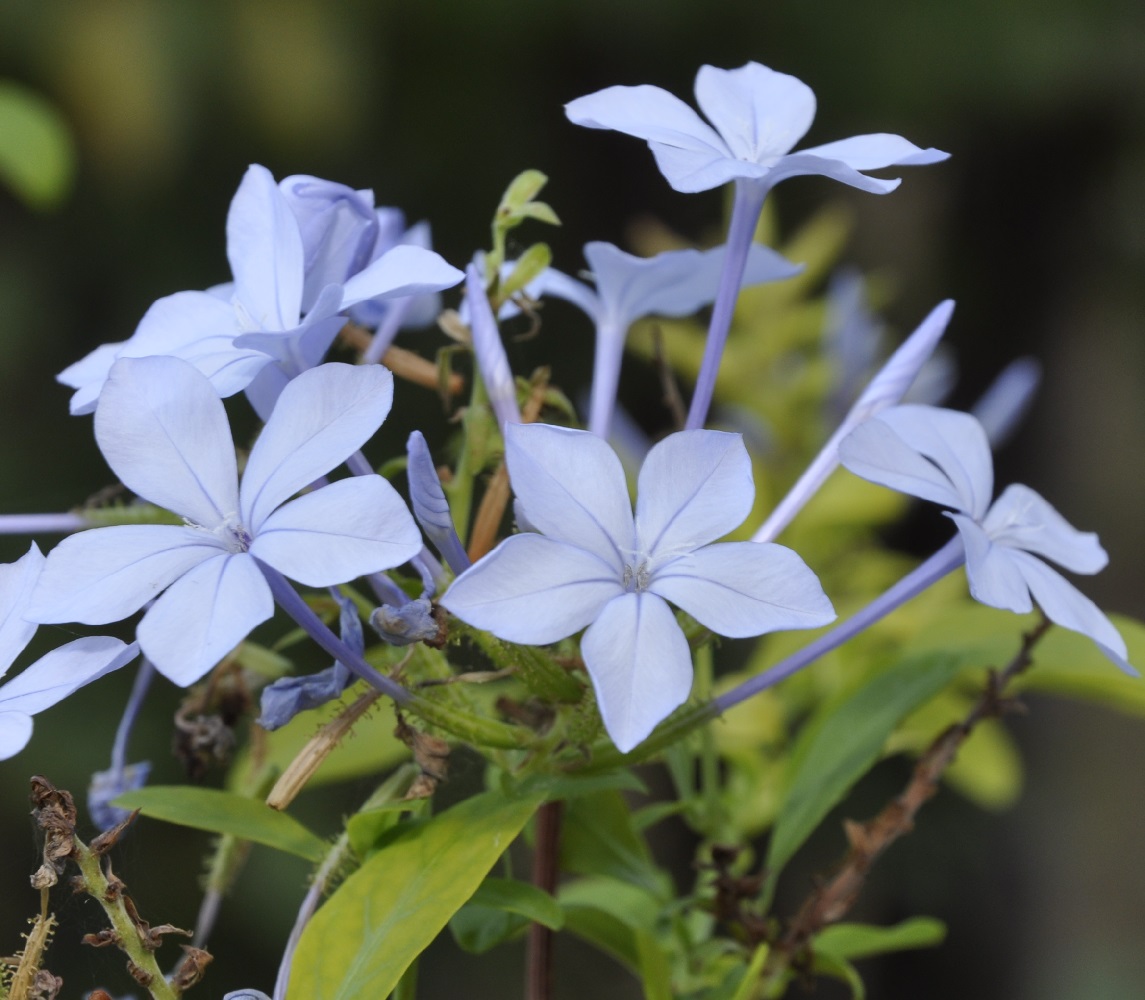 Image of Plumbago auriculata specimen.