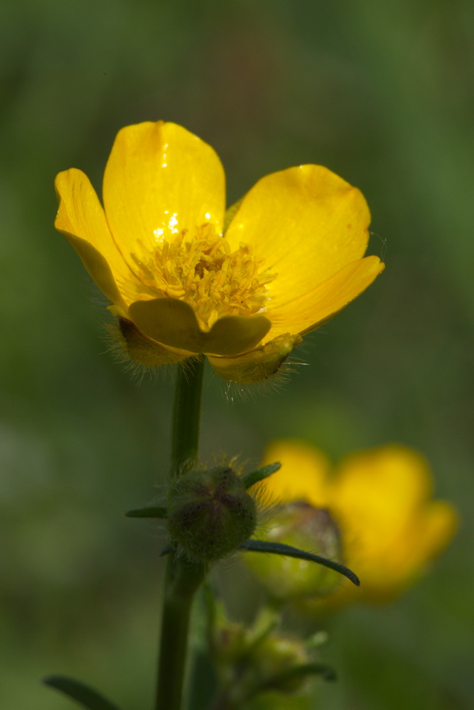 Image of Ranunculus polyanthemos specimen.