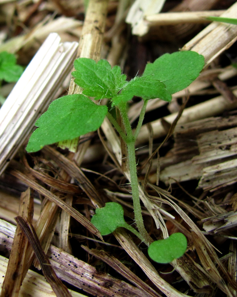 Image of Urtica dioica specimen.