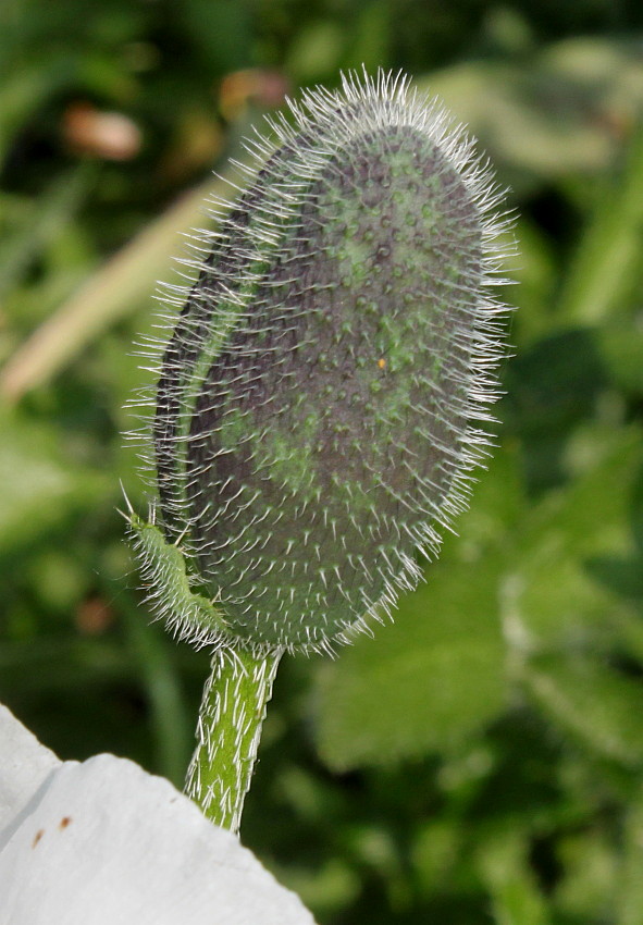 Image of Papaver orientale specimen.