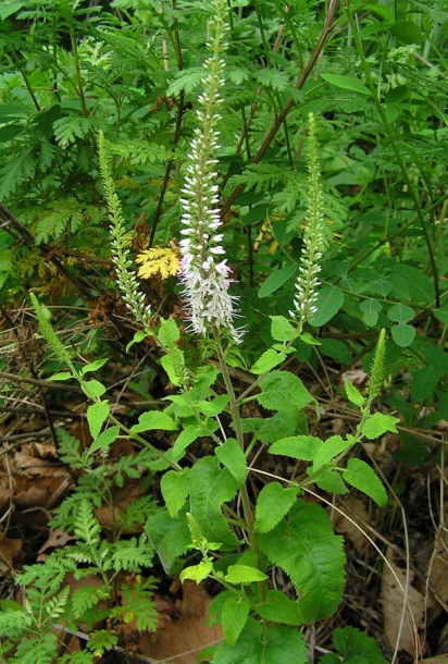 Image of Veronica daurica specimen.