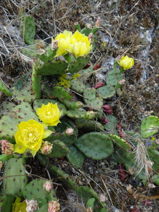 Изображение особи Opuntia humifusa.